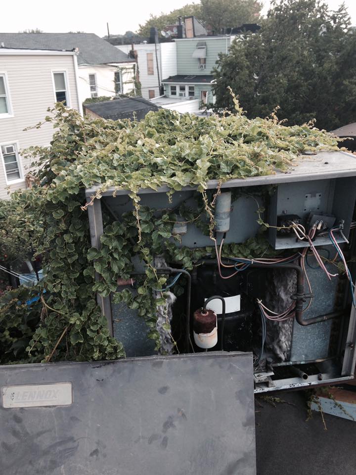 weeds in a hvac unit