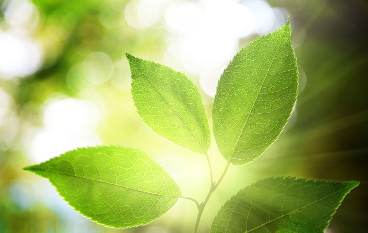 Green leaves