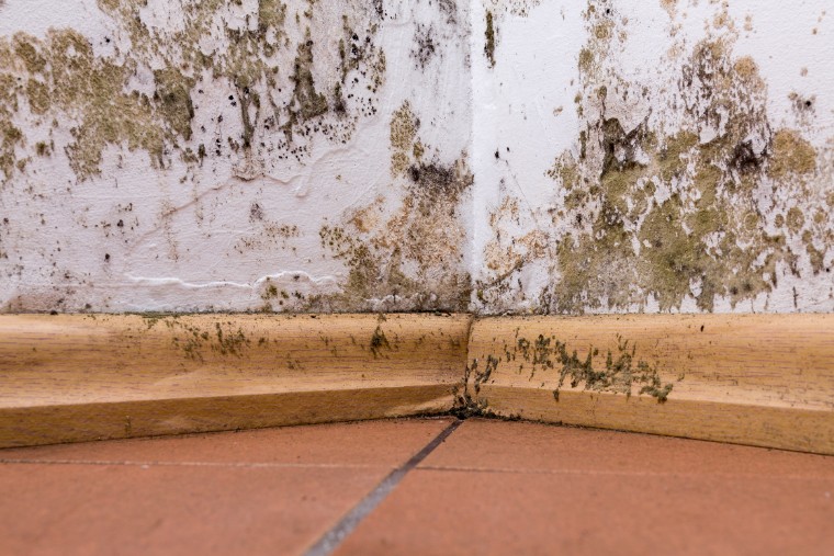 mold on walls 53237632729 Call Alco Air today at (903)-753-9624!